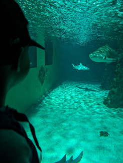 Aquarium